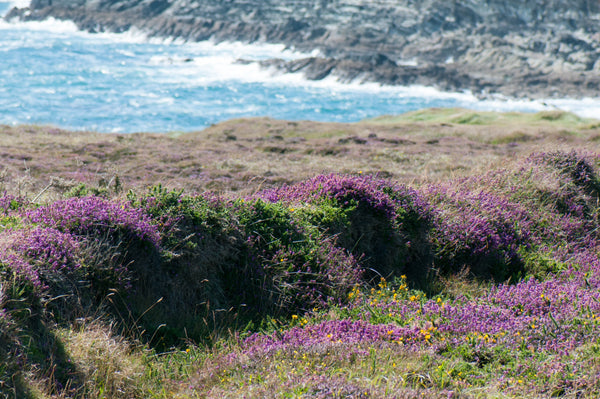 A Story of Care: How Conscious Convert Began