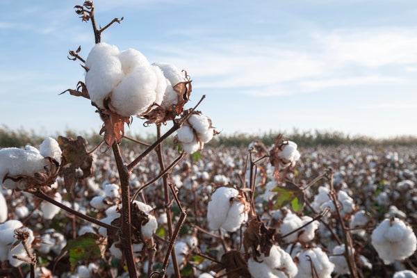 GOTS Certified Organic Cotton: What It Really Means (and Why It Matters)